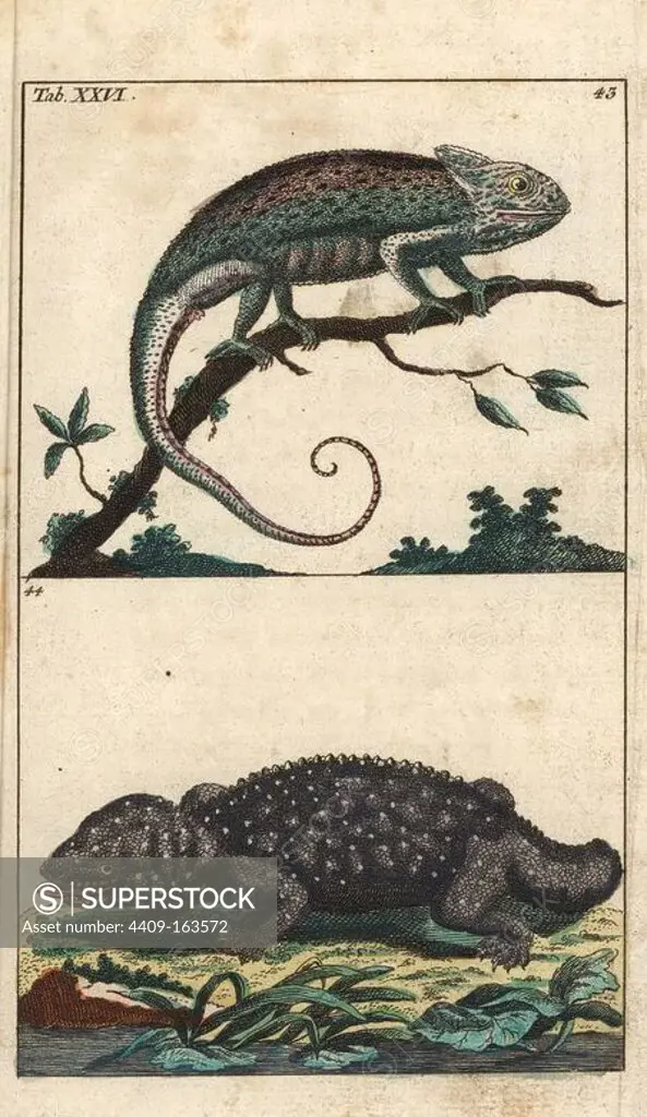 Common or Mediterranean chameleon, Chamaeleo chamaeleon, and tokay gecko, Gekko gecko. Handcolored copperplate engraving from G. T. Wilhelm's "Encyclopedia of Natural History: Amphibia," Augsburg, 1794. Gottlieb Tobias Wilhelm (1758-1811) was a Bavarian clergyman and naturalist known as the German Buffon.