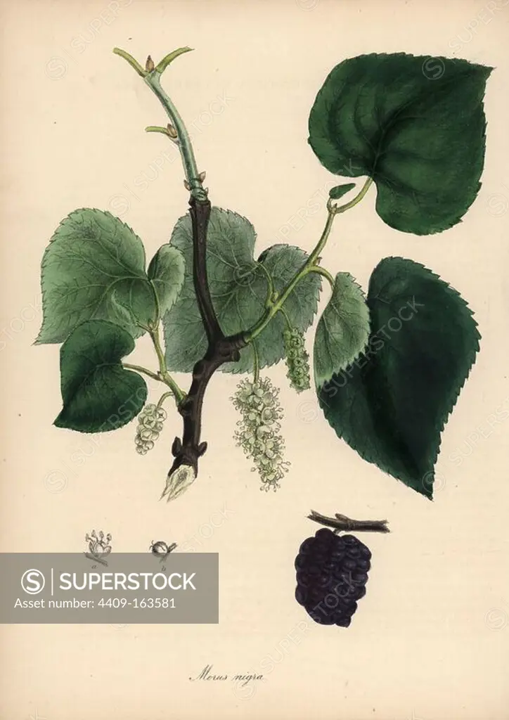 Common mulberry tree, Morus nigra, with flower, leaf, and ripe fruit. Handcoloured zincograph by C. Chabot drawn by Miss M. A. Burnett from her "Plantae Utiliores: or Illustrations of Useful Plants," Whittaker, London, 1842. Miss Burnett drew the botanical illustrations, but the text was chiefly by her late brother, British botanist Gilbert Thomas Burnett (1800-1835).