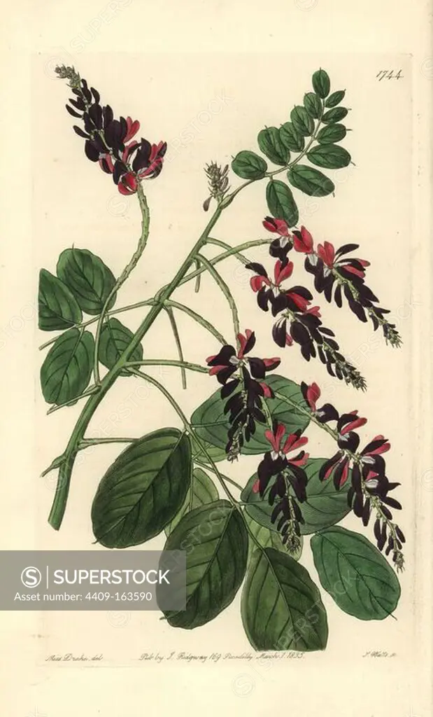 Purple-flowered indigo plant, Indigofera atropurpurea. Handcoloured copperplate engraving by S. Watts after an illustration by Miss Drake from Sydenham Edwards' "The Botanical Register," London, Ridgway, 1835. Sarah Anne Drake (1803-1857) drew over 1,300 plates for the botanist John Lindley, including many orchids.