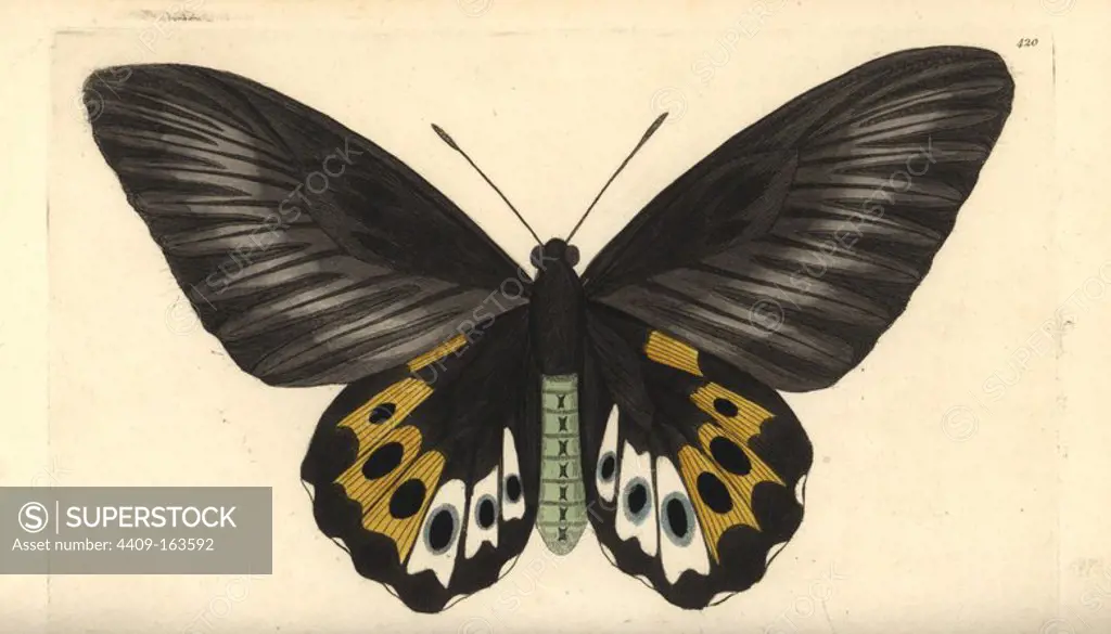 Green birdwing variety, Ornithoptera priamus (Panthous butterfly var., Papilio panthous). Illustration drawn and engraved by Richard Polydore Nodder. Handcoloured copperplate engraving from George Shaw and Frederick Nodder's "The Naturalist's Miscellany," London, 1800.