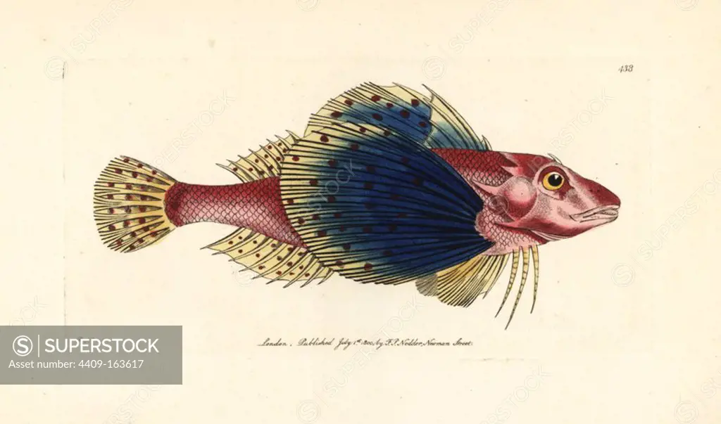 Bluewing searobin, Prionotus punctatus (Spotted gurnard, Trigla punctata). Illustration drawn and engraved by Richard Polydore Nodder. Handcoloured copperplate engraving from George Shaw and Frederick Nodder's "The Naturalist's Miscellany," London, 1800.