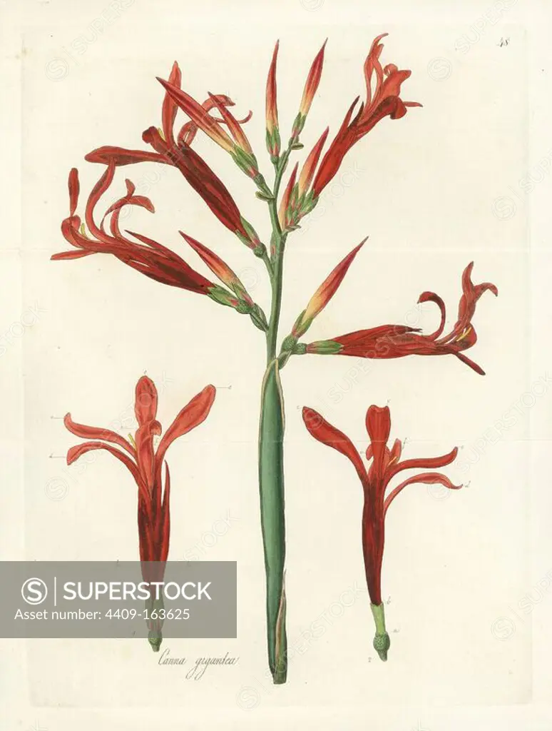Giant canna flower, Canna tuerckheimii (Tall Indian shot, Canna gigantea). Handcoloured copperplate engraving by J. Swan after a botanical illustration by William Jackson Hooker from his own "Exotic Flora," Blackwood, Edinburgh, 1823. Hooker (1785-1865) was an English botanist who specialized in orchids and ferns, and was director of the Royal Botanical Gardens at Kew from 1841.