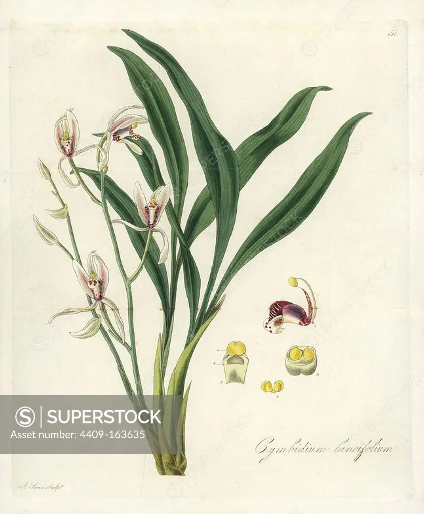 Lance-leafed or sword-leaved cymbidium orchid, Cymbidium lancifolium. Handcoloured copperplate engraving by J. Swan after a botanical illustration by William Jackson Hooker from his own "Exotic Flora," Blackwood, Edinburgh, 1823. Hooker (1785-1865) was an English botanist who specialized in orchids and ferns, and was director of the Royal Botanical Gardens at Kew from 1841.
