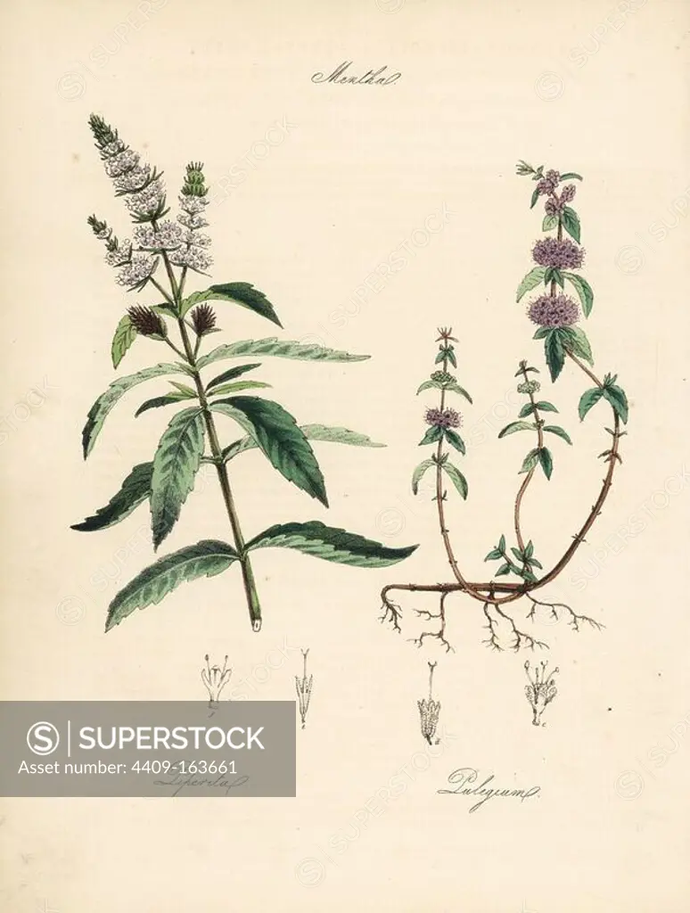 Peppermint, Mentha piperita, and pennyroyal, Mentha pulegium. Handcoloured zincograph by C. Chabot drawn by Miss M. A. Burnett from her "Plantae Utiliores: or Illustrations of Useful Plants," Whittaker, London, 1842. Miss Burnett drew the botanical illustrations, but the text was chiefly by her late brother, British botanist Gilbert Thomas Burnett (1800-1835).