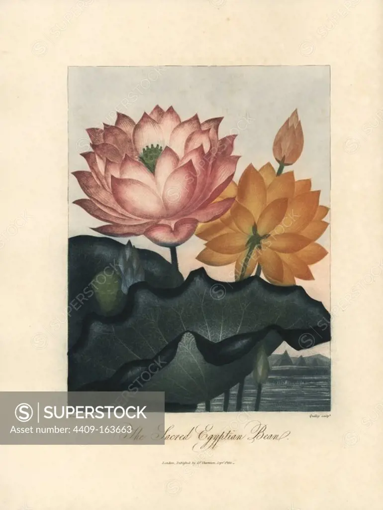 Sacred Egyptian bean, Nelumbo nucifera. Painted by Peter Henderson, engraved by Quilley. Handcoloured stipple copperplate engraving from Dr. Robert Thornton's "Temple of Flora," Lottery edition, London, 1812. The illustrations were a mix of aquatint, mezzotint and stipple engravings finished by hand.