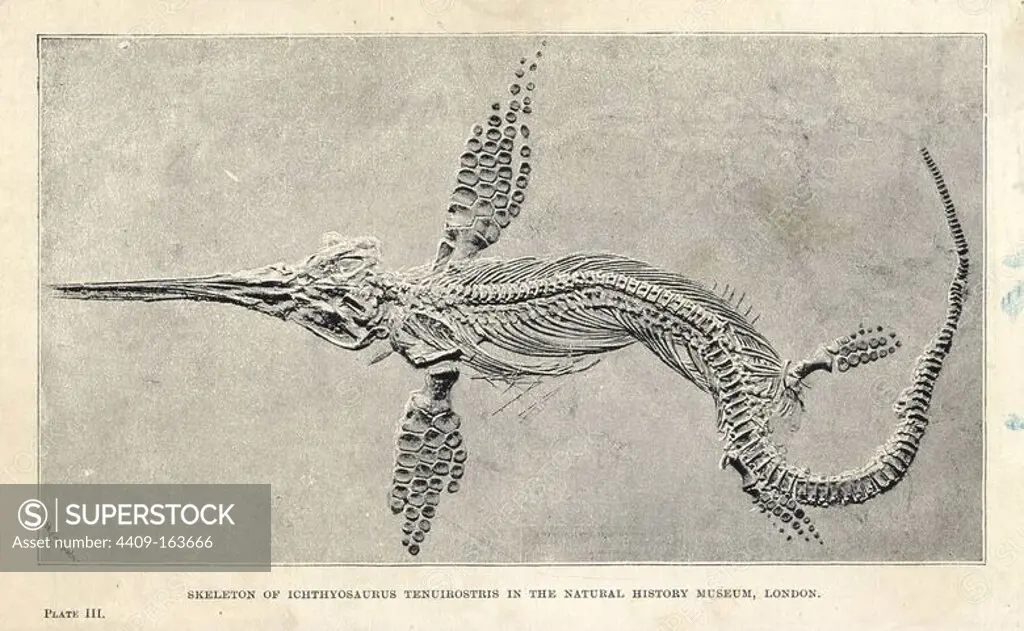 Leptonectes tenuirostris (Ichthyosaurus tenuirostris) skeleton in the Natural History Museum, London. Lithograph after an illustration by Meisenbach from H. N. Hutchinson's "Extinct Monsters and Creatures of Other Days," Chapman and Hall, London, 1894.