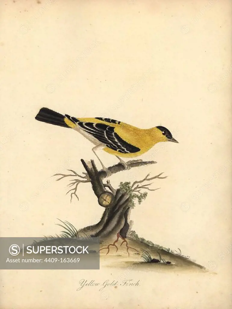 American goldfinch, Carduelis tristis. (Yellow goldfinch, Fringilla tristis) Handcoloured copperplate engraving of an illustration by William Hayes from Portraits of Rare and Curious Birds from the Menagery of Osterly Park, London, Bulmer, 1794.