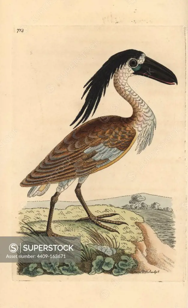 Boat-billed heron, Cochlearius cochlearius. Illustration drawn and engraved by Richard Polydore Nodder. Handcoloured copperplate engraving from George Shaw and Frederick Nodder's "The Naturalist's Miscellany," London, 1805.
