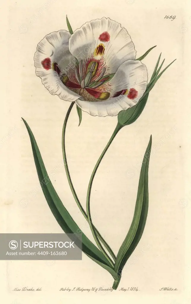 Spotted calochortus or butterfly mariposa lily, Calochortus venustus. Native to California. Handcoloured copperplate engraving by S. Watts after an illustration by Miss Drake from Sydenham Edwards' "The Botanical Register," London, Ridgway, 1834. Sarah Anne Drake (1803-1857) drew over 1,300 plates for the botanist John Lindley, including many orchids.