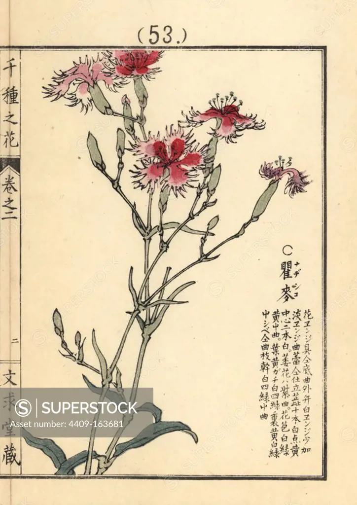 Nadeshiko or large pink, Dianthus superbus L. longicalycinus. Handcoloured woodblock print by Kono Bairei from Senshu no Hana (One Thousand Varieties of Flowers), Bunkyudo, Kyoto, 1900.