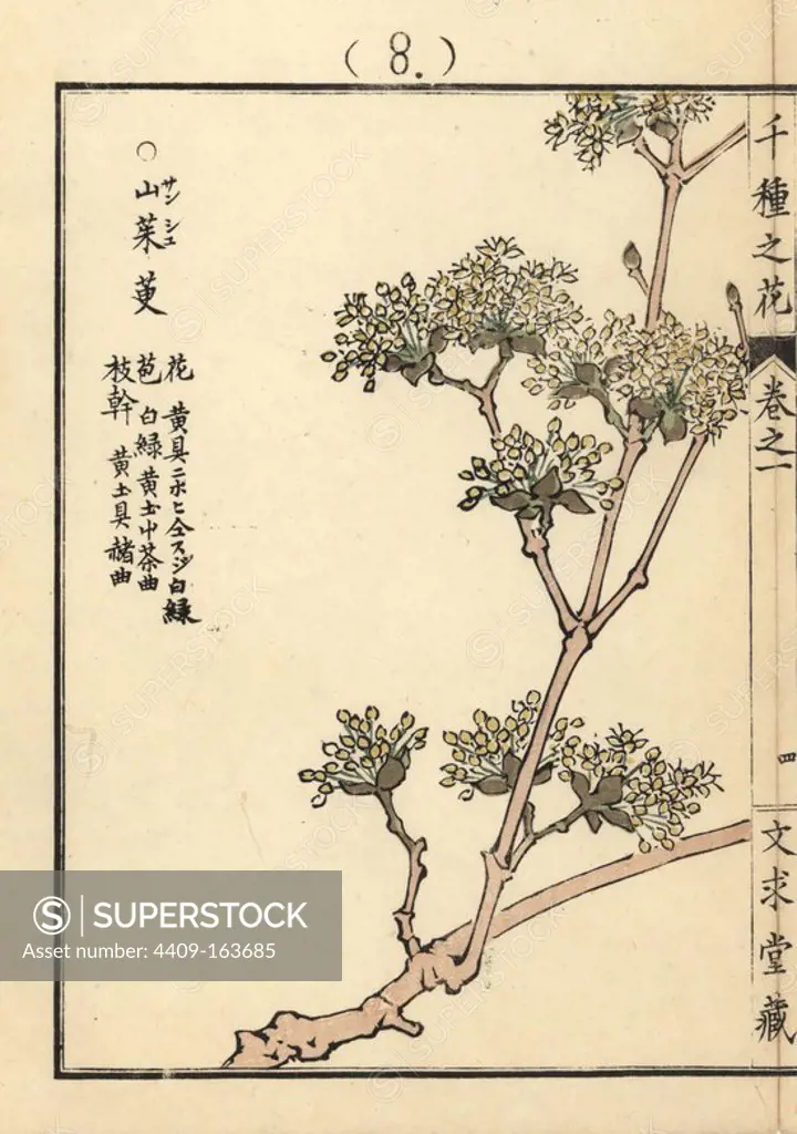 Sanshuyu or Japanese cornelian cherry, Cornus officinalis. Handcoloured woodblock print by Kono Bairei from Senshu no Hana (One Thousand Varieties of Flowers), Bunkyudo, Kyoto, 1900.