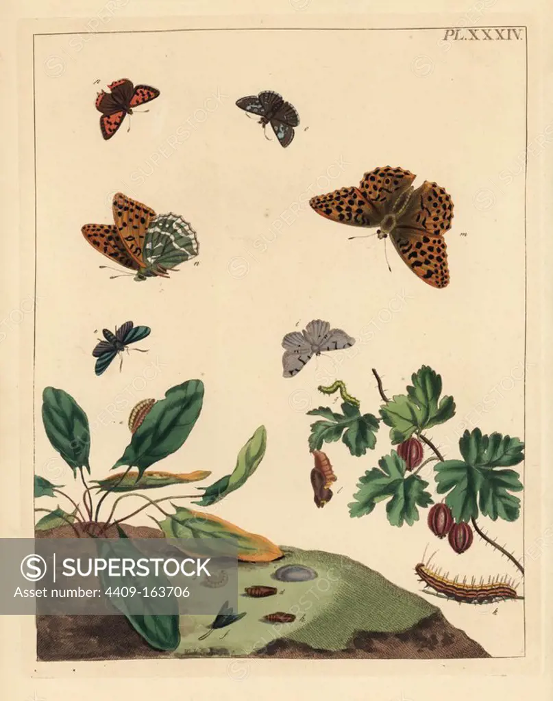 Silver-washed fritillary butterfly, Argynnis paphia, forester moth, Adscita statices, L. or gooseberry moth, Halia vauaria, small copper butterfly, Lycaena phlaeas, dingy skipper, Erynnis tages, and gooseberry bush, Ribes grossularia. Handcoloured lithograph after an illustration by Moses Harris from "The Aurelian; a Natural History of English Moths and Butterflies," new edition edited by J. O. Westwood, published by Henry Bohn, London, 1840.