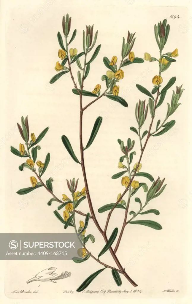Shining-leaved pultenaea or graceful bush-pea, Pultenaea flexilis. Native to Australia. Handcoloured copperplate engraving by S. Watts after an illustration by Miss Drake from Sydenham Edwards' "The Botanical Register," London, Ridgway, 1834. Sarah Anne Drake (1803-1857) drew over 1,300 plates for the botanist John Lindley, including many orchids.