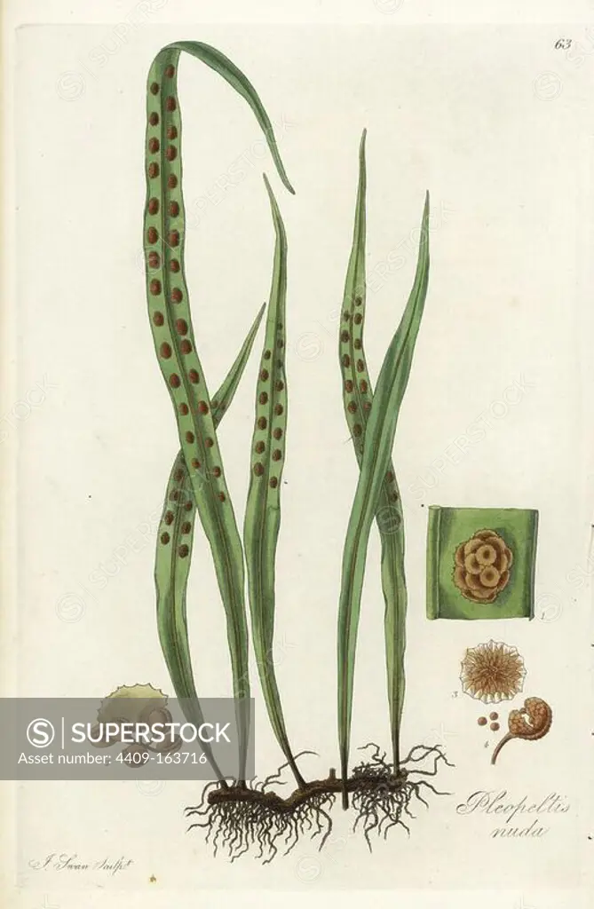 Lepisorus nudus fern (glabrous scaly-fern, Pleopeltis nuda). Handcoloured copperplate engraving by J. Swan after a botanical illustration by William Jackson Hooker from his own "Exotic Flora," Blackwood, Edinburgh, 1823. Hooker (1785-1865) was an English botanist who specialized in orchids and ferns, and was director of the Royal Botanical Gardens at Kew from 1841.