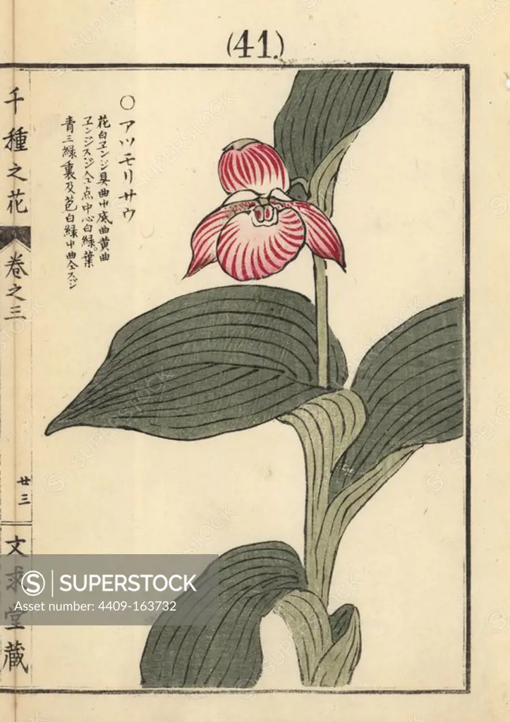 Atsumorisou or large-flowered lady's slipper orchid, Cypripedium macranthos var. speciosum. Handcoloured woodblock print by Kono Bairei from Senshu no Hana (One Thousand Varieties of Flowers), Bunkyudo, Kyoto, 1889.