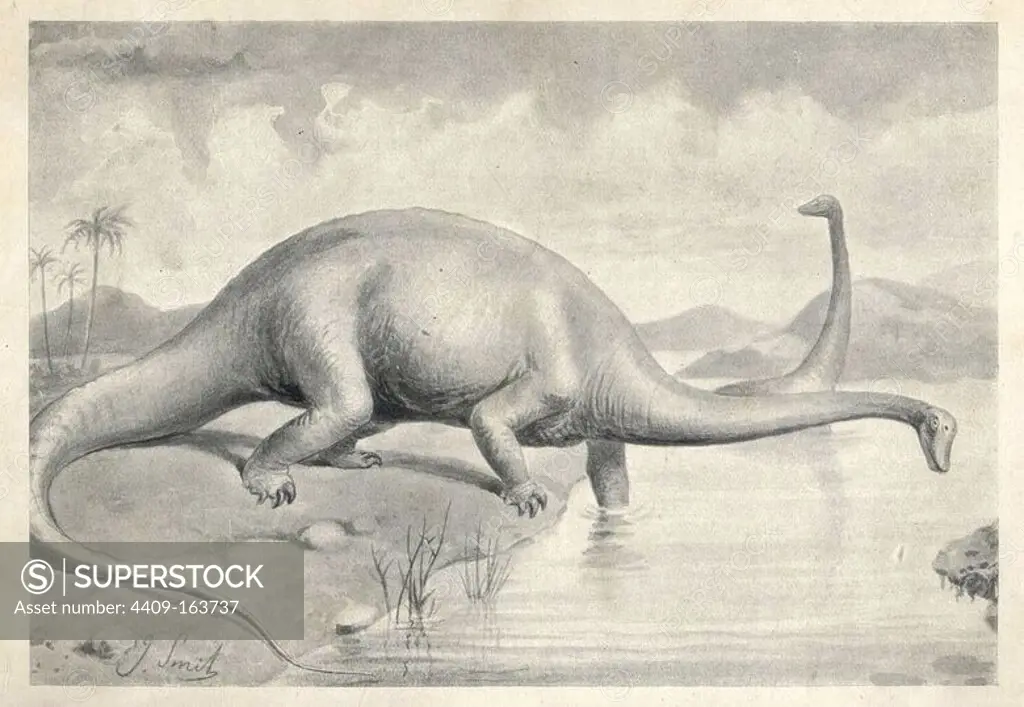 Diplodocus carnegii, the greatest known dinosaur. Illustration by J. Smit from H. N. Hutchinson's "Extinct Monsters and Creatures of Other Days," Chapman and Hall, London, 1894.
