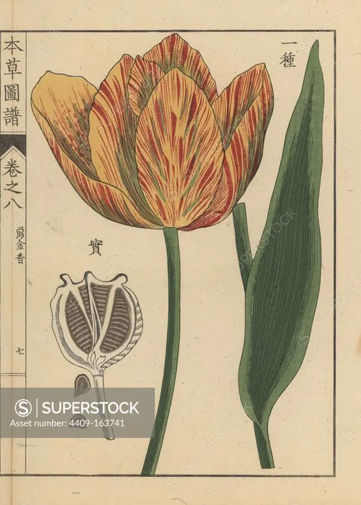 Tulip, Tulipa gesneria L. Colour-printed woodblock engraving by Kan'en Iwasaki from "Honzo Zufu," an Illustrated Guide to Medicinal Plants, Japan, 1884. Iwasaki (1786-1842) was a Japanese botanist, entomologist and zoologist. He was one of the first Japanese botanists to incorporate western knowledge into his studies.