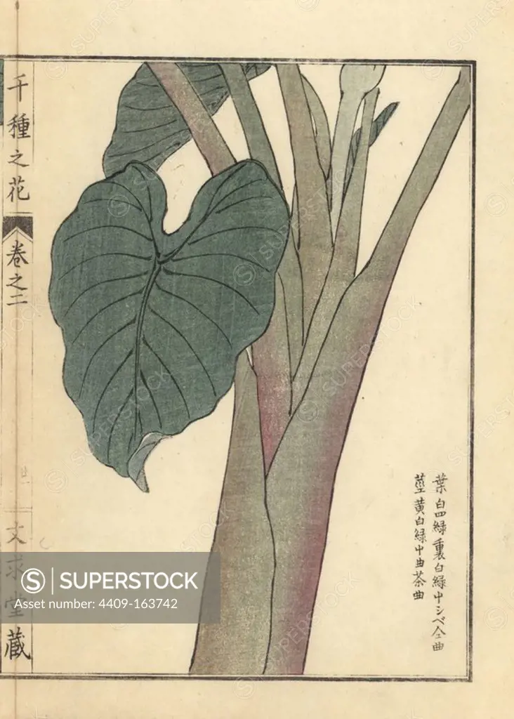 Satoimo or taro leaves and stalk, Colocasia esculenta. Handcoloured woodblock print by Kono Bairei from Senshu no Hana (One Thousand Varieties of Flowers), Bunkyudo, Kyoto, 1900.