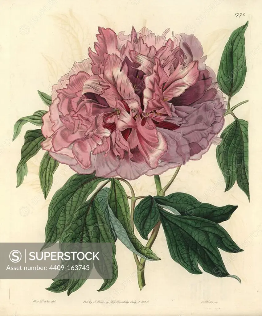Moutan peony, Paeonia suffruticosa Andrews var. lacera (Double-red curled tree peony, Paeonia moutan lacera). Handcoloured copperplate engraving by S. Watts after an illustration by Miss Drake from Sydenham Edwards' "The Botanical Register," London, Ridgway, 1835. Sarah Anne Drake (1803-1857) drew over 1,300 plates for the botanist John Lindley, including many orchids.