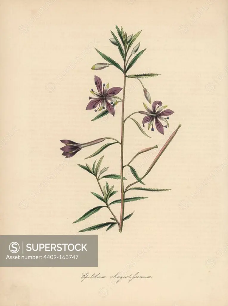 Willowherb, Epilobium dodonaei (Epilobium angustissimum). Handcoloured zincograph by C. Chabot drawn by Miss M. A. Burnett from her "Plantae Utiliores: or Illustrations of Useful Plants," Whittaker, London, 1842. Miss Burnett drew the botanical illustrations, but the text was chiefly by her late brother, British botanist Gilbert Thomas Burnett (1800-1835).