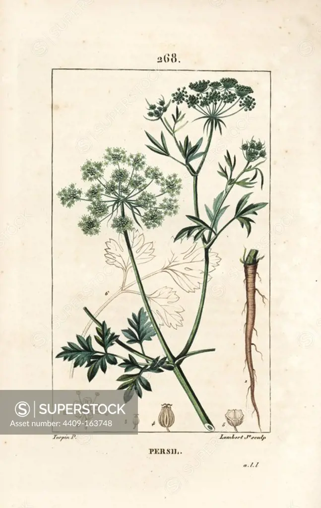 Garden parsley, Petroselinum crispum, with flower, leaf, stalk, root, and seed. Handcoloured stipple copperplate engraving by Lambert Junior from a drawing by Pierre Jean-Francois Turpin from Chaumeton, Poiret and Chamberet's "La Flore Medicale," Paris, Panckoucke, 1830. Turpin (1775~1840) was one of the three giants of French botanical art of the era alongside Pierre Joseph Redoute and Pancrace Bessa.
