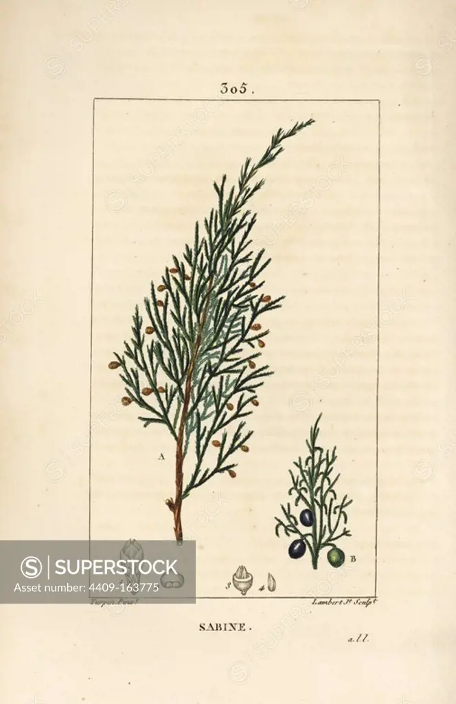 Savin juniper, Juniperus sabina, with berry, leaf, stalk and seed. Handcoloured stipple copperplate engraving by Lambert Junior from a drawing by Pierre Jean-Francois Turpin from Chaumeton, Poiret and Chamberet's "La Flore Medicale," Paris, Panckoucke, 1830. Turpin (1775~1840) was one of the three giants of French botanical art of the era alongside Pierre Joseph Redoute and Pancrace Bessa.