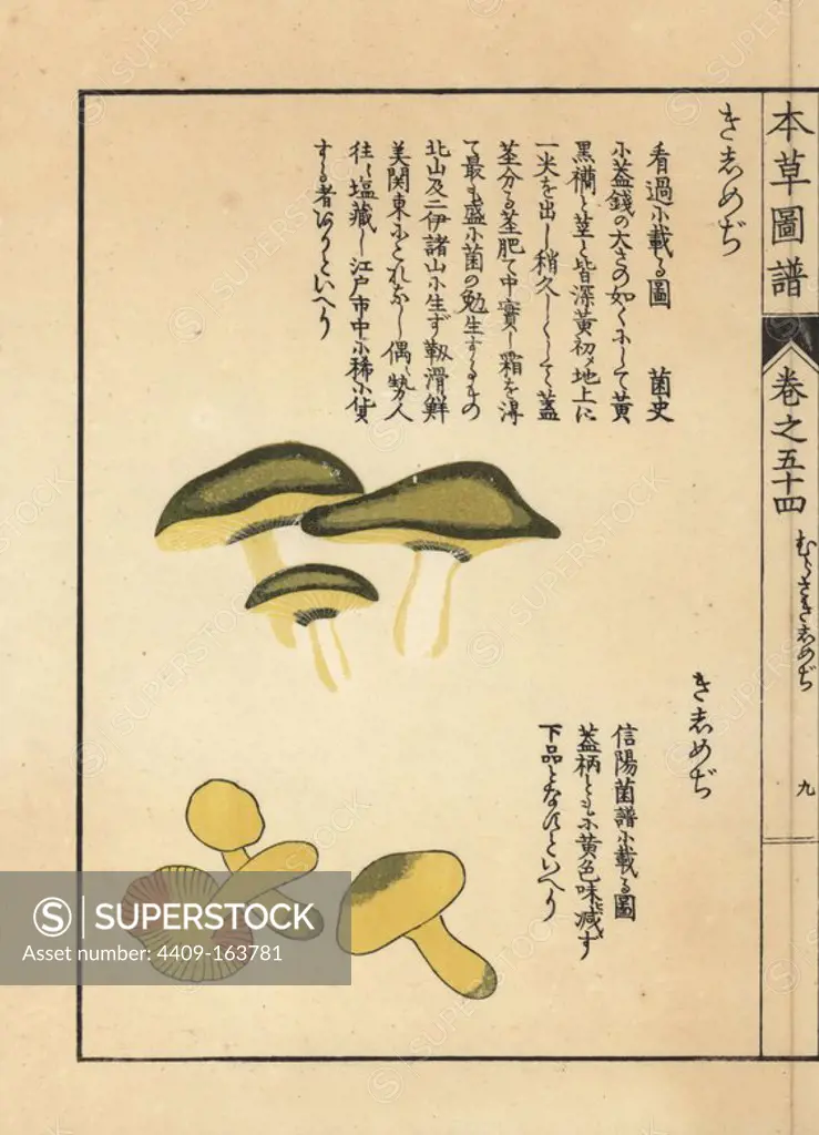 Kakishimeji and kishimeji mushroom, Tricholoma equestre. Handcoloured woodblock print from Iwasaki Kan'en's "Honzo Zufu" (Illustrated Guide to Plants), Japan, 1916.