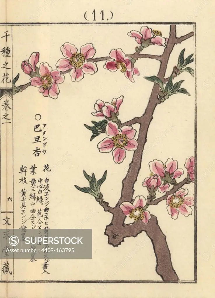 Amandou or almond blossom, Prunus amygdalus. Handcoloured woodblock print by Kono Bairei from Senshu no Hana (One Thousand Varieties of Flowers), Bunkyudo, Kyoto, 1900.