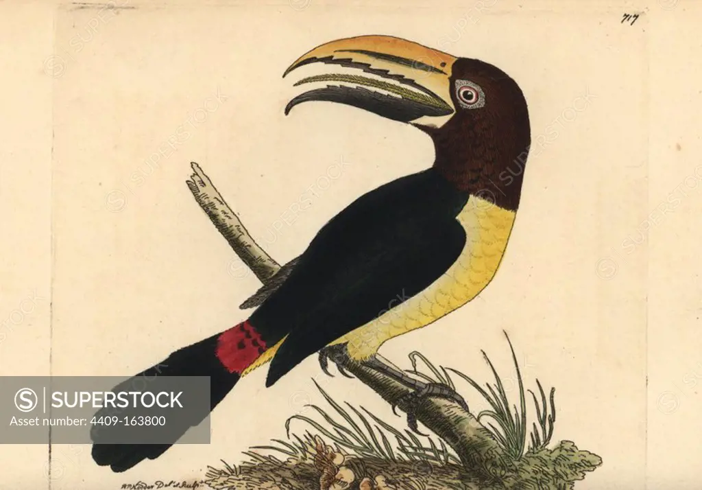 Green aracari toucan, Pteroglossus viridis. Illustration drawn and engraved by Richard Polydore Nodder. Handcoloured copperplate engraving from George Shaw and Frederick Nodder's "The Naturalist's Miscellany," London, 1805.