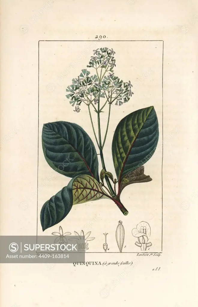 Ladenbergia oblongifolia (Cinchona magnifolia), with flower, branch, leaf and seed. Handcoloured stipple copperplate engraving by Lambert Junior from a drawing by Pierre Jean-Francois Turpin from Chaumeton, Poiret and Chamberet's "La Flore Medicale," Paris, Panckoucke, 1830. Turpin (1775~1840) was one of the three giants of French botanical art of the era alongside Pierre Joseph Redoute and Pancrace Bessa.