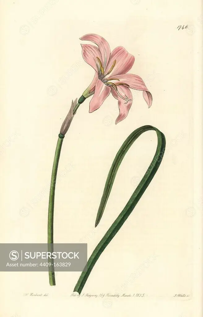 Spofforth fairy lily, Zephyranthes spofforthiana. (Hybrid of Habranthus tubispathus and Zephyranthes carinata.) Handcoloured copperplate engraving by S. Watts after an illustration by W. Herbert from Sydenham Edwards' "The Botanical Register," London, Ridgway, 1835.
