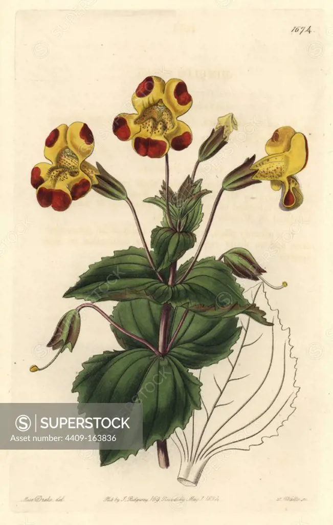 Mr. Smith's monkey flower, Mimulus smithii (hybrid of M. variegatus and M. luteus rivularis). Handcoloured copperplate engraving by S. Watts after an illustration by Miss Drake from Sydenham Edwards' "The Botanical Register," London, Ridgway, 1834. Sarah Anne Drake (1803-1857) drew over 1,300 plates for the botanist John Lindley, including many orchids.