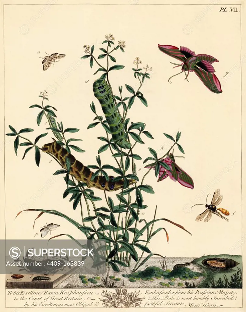 Elephant hawk moth, Deilephila elpenor, white china mark moth, Cataclysta lemnata. An Ichneumon lentorius wasp (i) lays its eggs in the hawkmoth larva which hatches from the chrysalis (k). Handcoloured lithograph after an illustration by Moses Harris from "The Aurelian; a Natural History of English Moths and Butterflies," new edition edited by J. O. Westwood, published by Henry Bohn, London, 1840.
