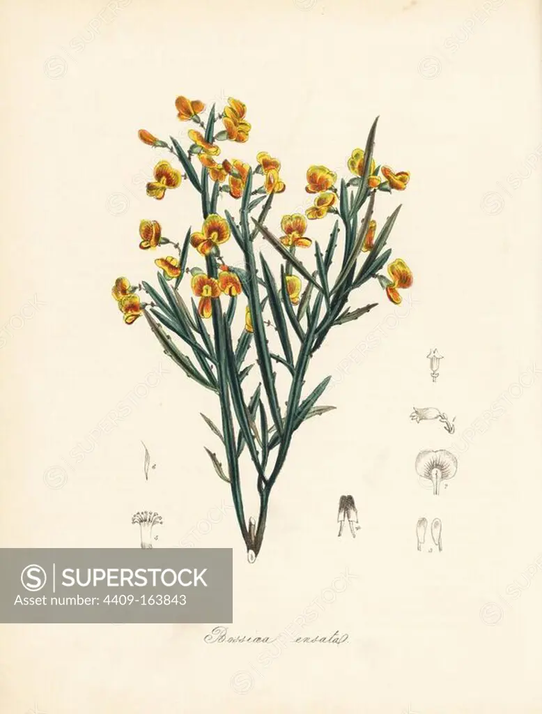 Sword-stemmed bossiaea, Bossiaea ensata. After an illustration by E.D. Smith in "Flora Australasica." Handcoloured zincograph by C. Chabot drawn by Miss M. A. Burnett from her "Plantae Utiliores: or Illustrations of Useful Plants," Whittaker, London, 1842. Miss Burnett drew the botanical illustrations, but the text was chiefly by her late brother, British botanist Gilbert Thomas Burnett (1800-1835).