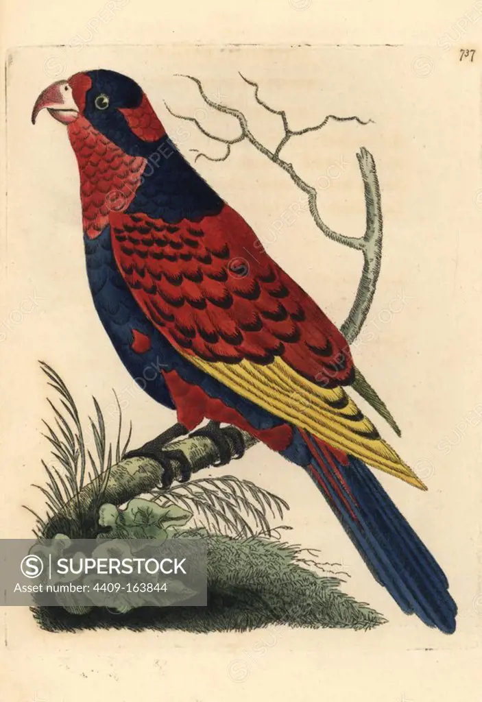 Red and blue lory, Eos histrio. Endangered. Illustration drawn and engraved by Richard Polydore Nodder. Handcoloured copperplate engraving from George Shaw and Frederick Nodder's "The Naturalist's Miscellany," London, 1805.
