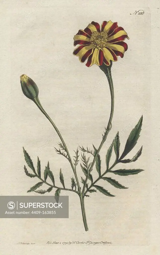 French marigold or spreading tagetes, Tagetes patula. Handcolored copperplate drawn and engraved by Sydenham Edwards from William Curtis's "Botanical Magazine," St. George's Crescent, London, 1791.