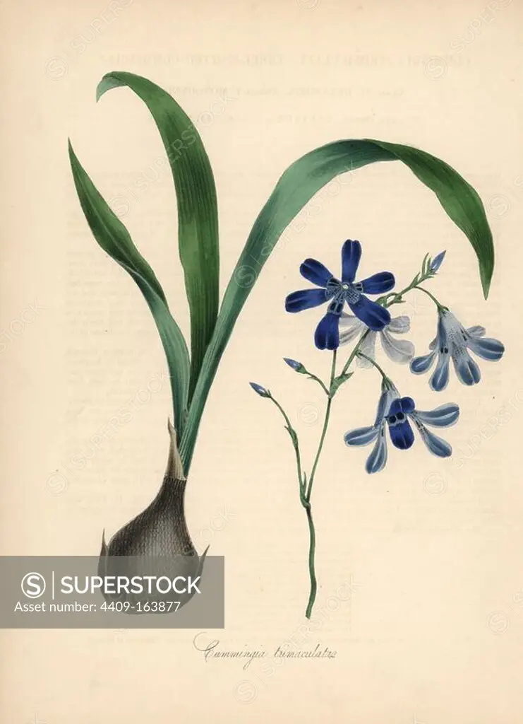 Conanthera trimaculata (Cummingia trimaculata). Handcoloured zincograph by C. Chabot drawn by Miss M. A. Burnett from her "Plantae Utiliores: or Illustrations of Useful Plants," Whittaker, London, 1842. Miss Burnett drew the botanical illustrations, but the text was chiefly by her late brother, British botanist Gilbert Thomas Burnett (1800-1835).