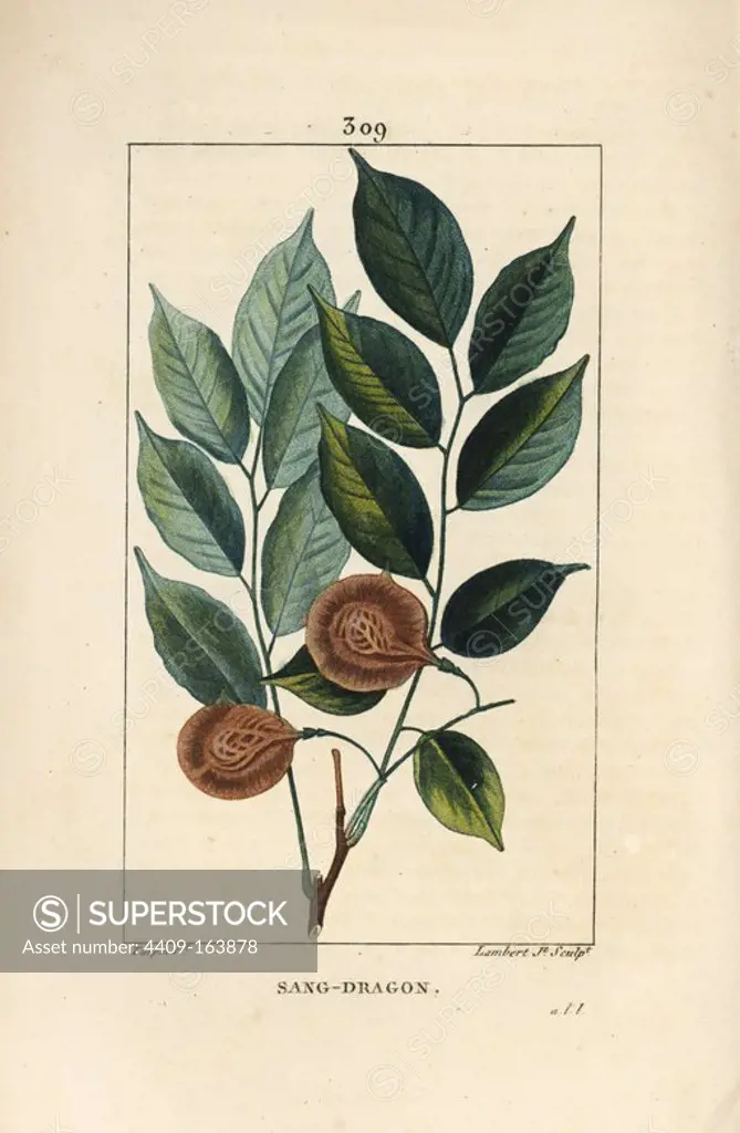 Dragonsblood or paduak tree, Pterocarpus officinalis (Pterocarpus draco), with leaf, fruit and seed. Vulnerable. Handcoloured stipple copperplate engraving by Lambert Junior from a drawing by Pierre Jean-Francois Turpin from Chaumeton, Poiret and Chamberet's "La Flore Medicale," Paris, Panckoucke, 1830. Turpin (1775~1840) was one of the three giants of French botanical art of the era alongside Pierre Joseph Redoute and Pancrace Bessa.