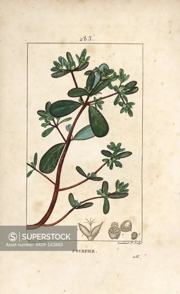 Purslane, Portulaca oleracea, with leaf, stalk and flower. Handcoloured stipple copperplate engraving by Lambert Junior from a drawing by Pierre Jean-Francois Turpin from Chaumeton, Poiret and Chamberet's "La Flore Medicale," Paris, Panckoucke, 1830. Turpin (1775~1840) was one of the three giants of French botanical art of the era alongside Pierre Joseph Redoute and Pancrace Bessa.