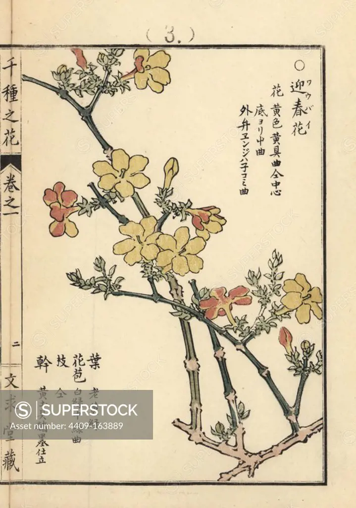 Oubai or winter jasmine, Jasminum nudiflorum. Handcoloured woodblock print by Kono Bairei from Senshu no Hana (One Thousand Varieties of Flowers), Bunkyudo, Kyoto, 1900.