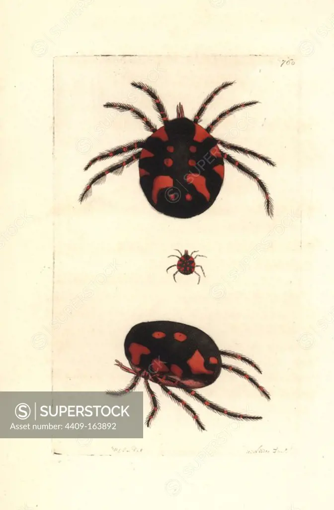 Red water mite, Hydrachna geographica. Illustration drawn and engraved by Richard Polydore Nodder. Handcoloured copperplate engraving from George Shaw and Frederick Nodder's "The Naturalist's Miscellany," London, 1805.