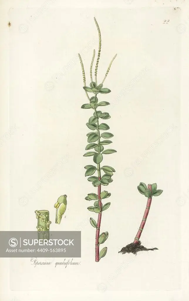 Four-leaved radiator plant, Peperomia quadrifolia. Handcoloured copperplate engraving by J. Swan after a botanical illustration by William Jackson Hooker from his own "Exotic Flora," Blackwood, Edinburgh, 1823. Hooker (1785-1865) was an English botanist who specialized in orchids and ferns, and was director of the Royal Botanical Gardens at Kew from 1841.