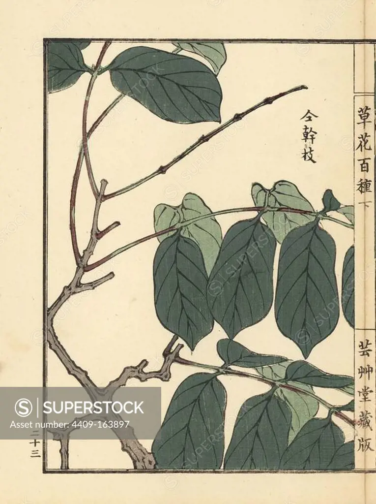 Shikunshi, Chinese honeysuckle or Rangoon creeper, Combretum indicum. Handcoloured woodblock print by Kono Bairei from Kusa Bana Hyakushu (One Hundred Varieties of Flowers), Tokyo, Yamada, 1901.