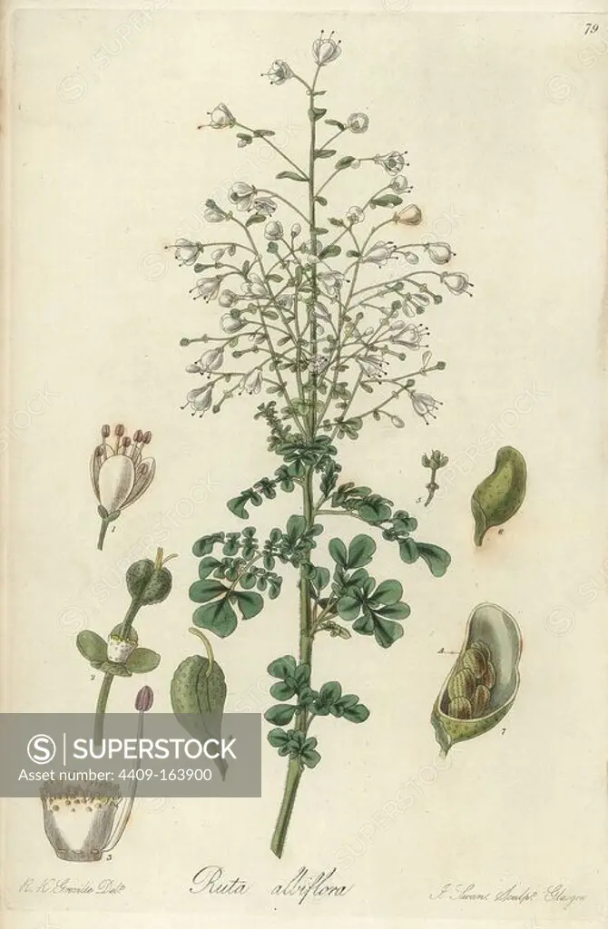 Boenninghausenia albiflora var. albiflora (White-flowered rue, Ruta albiflora). Handcoloured copperplate engraving by J. Swan after a botanical illustration by R.K. Greville and William Jackson Hooker's "Exotic Flora," Blackwood, Edinburgh, 1823. Hooker (1785-1865) was an English botanist who specialized in orchids and ferns, and was director of the Royal Botanical Gardens at Kew from 1841.