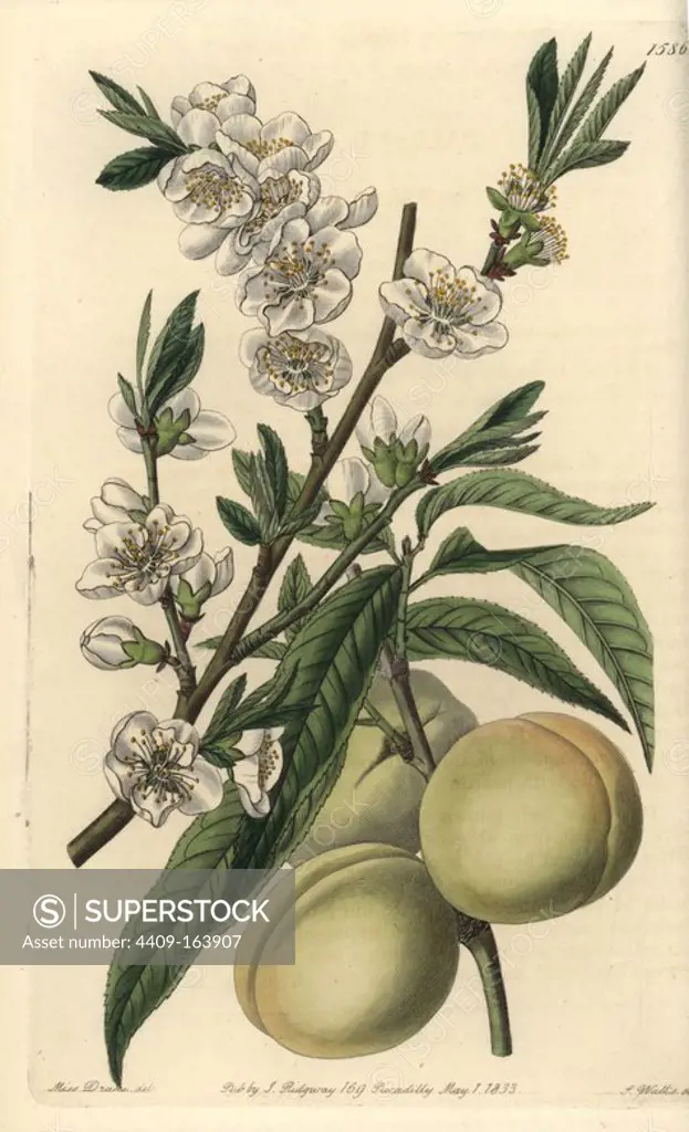 White peach, Amygdalus persica alba, with leaf, flower, blossom and ripe fruit. Handcoloured copperplate engraving by S. Watts after an illustration by Miss Drake from Sydenham Edwards' "The Botanical Register," London, Ridgway, 1833. Sarah Anne Drake (1803-1857) drew over 1,300 plates for the botanist John Lindley, including many orchids.