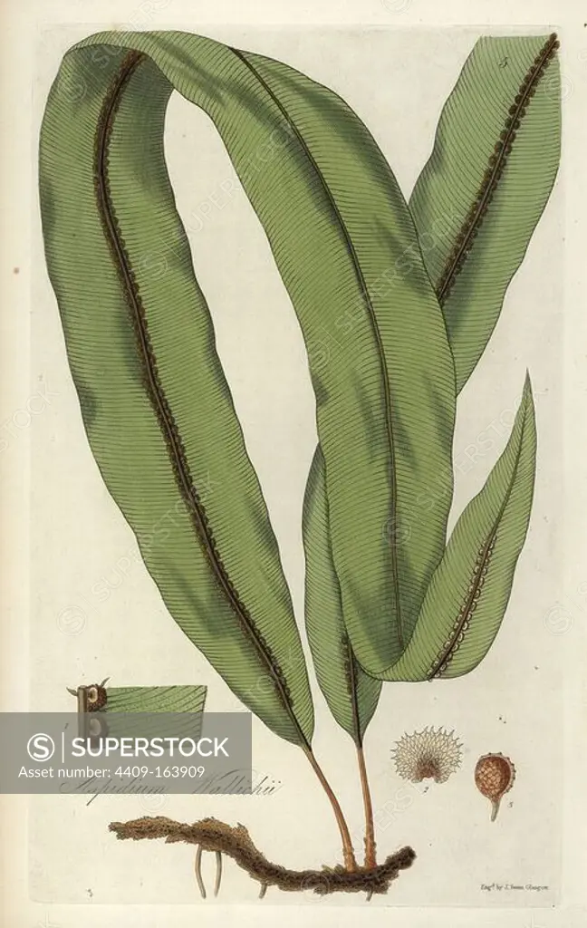 Oleander fern, Oleandra wallichii (Catenulated shield-fern, Aspidium wallichii). Leaf, seed and root. Handcoloured copperplate engraving by J. Swan after a botanical illustration by William Jackson Hooker from his own "Exotic Flora," Blackwood, Edinburgh, 1823. Hooker (1785-1865) was an English botanist who specialized in orchids and ferns, and was director of the Royal Botanical Gardens at Kew from 1841.