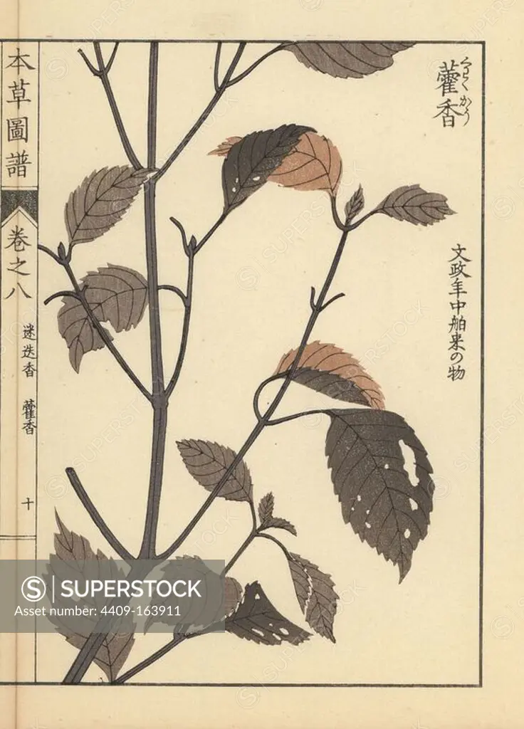 Lophanthus sp. Colour-printed woodblock engraving by Kan'en Iwasaki from "Honzo Zufu," an Illustrated Guide to Medicinal Plants, Japan, 1884. Iwasaki (1786-1842) was a Japanese botanist, entomologist and zoologist. He was one of the first Japanese botanists to incorporate western knowledge into his studies.