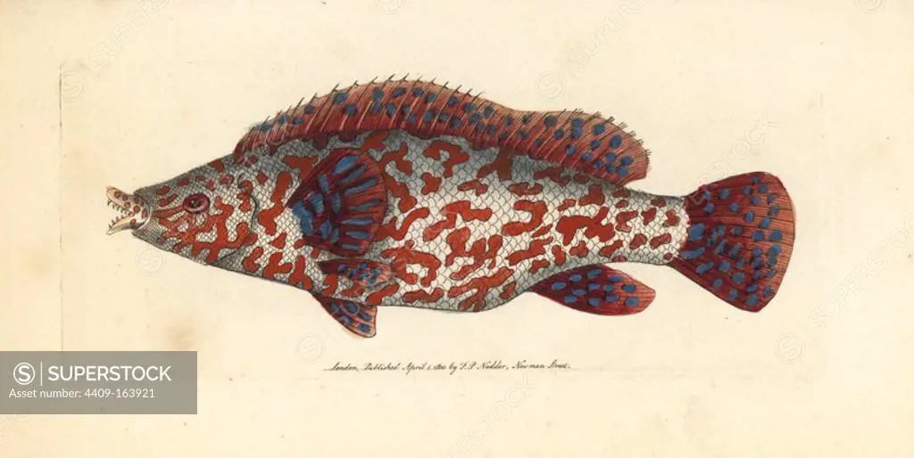 Variegated wrasse, Labrus tinca (perhaps the East Atlantic peacock wrasse, Symphodus tinca) Illustration drawn and engraved by Richard Polydore Nodder. Handcoloured copperplate engraving from George Shaw and Frederick Nodder's "The Naturalist's Miscellany," London, 1800.