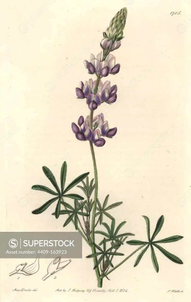 Dwarf or sky lupine, Lupinus nanus. Native to California. Handcoloured copperplate engraving by S. Watts after an illustration by Miss Drake from Sydenham Edwards' "The Botanical Register," London, Ridgway, 1834. Sarah Anne Drake (1803-1857) drew over 1,300 plates for the botanist John Lindley, including many orchids.