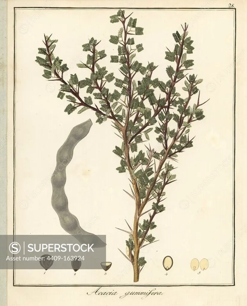 Moroccan gum tree, Acacia gummifera. Handcoloured copperplate engraving by F. Guimpel from Dr. Friedrich Gottlob Hayne's Medical Botany, Berlin, 1822. Hayne (1763-1832) was a German botanist, apothecary and professor of pharmaceutical botany at Berlin University.